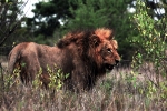 Kruger a král zvířat - lev