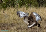 Drop - nejtěžší létající pták Afriky 