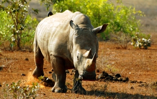 Nosorožec tuponosý - tento samec právě obnovuje své teritoriální značky