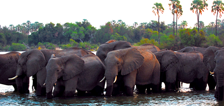 Přes den se sloni krmili na ostrovech, na noc se brodili a plavali zpět na pevninu.