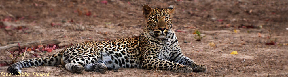 South Luangwa se může pochlubit i nejvetší koncentrací leopardů