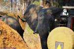 South Luangwa sloni