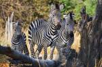 South Luangwa - zebry 